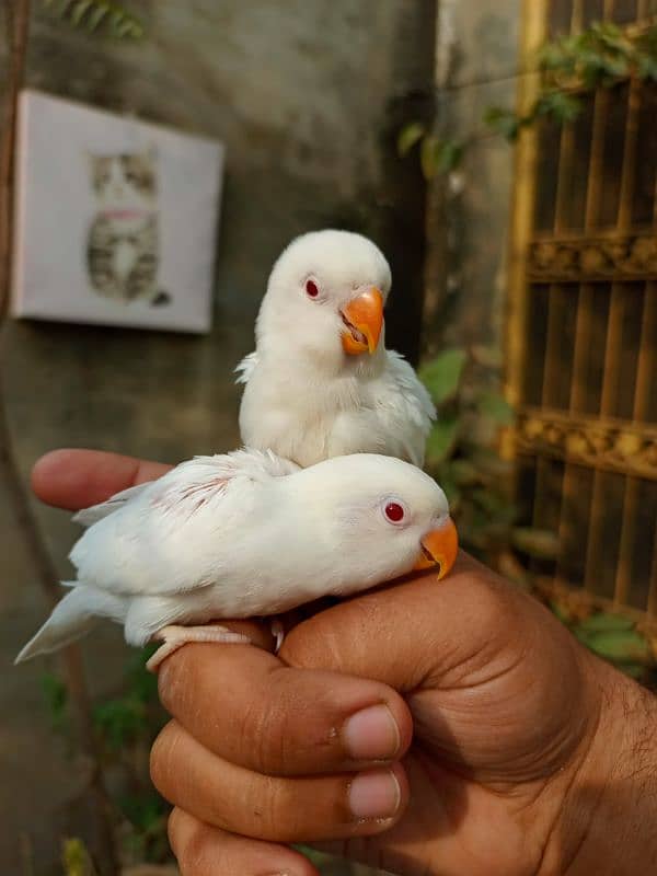 Hand tame love bird baby conure chicks cocktail parrot 1