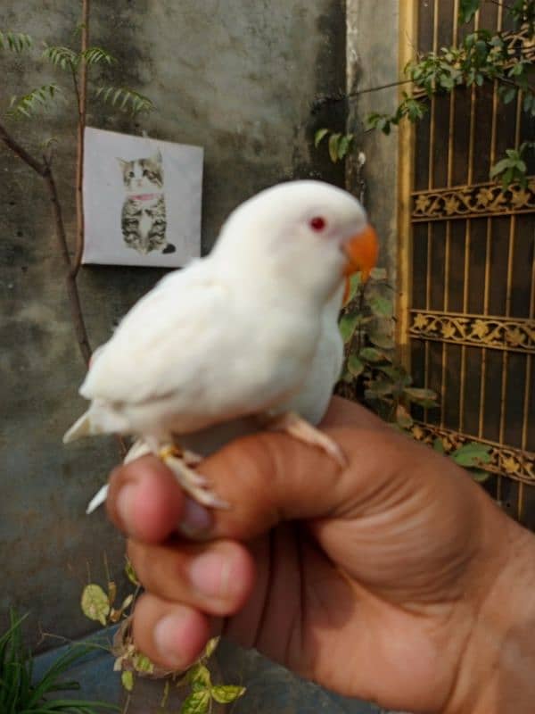 Hand tame love bird baby conure chicks cocktail parrot 2