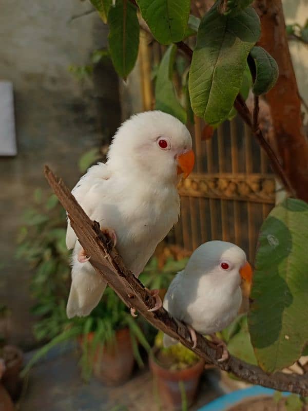 Hand tame love bird baby conure chicks cocktail parrot 3