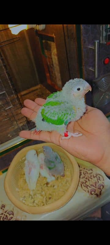 Hand tame love bird baby conure chicks cocktail parrot 4