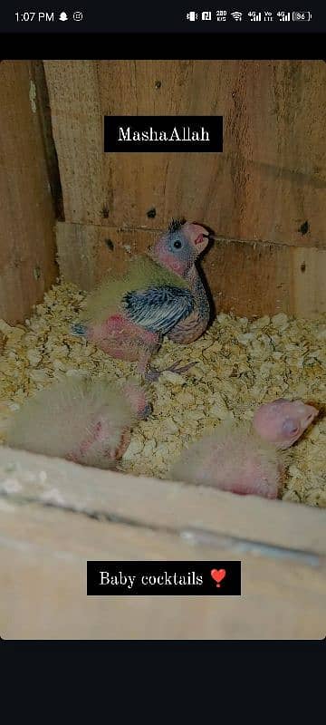 Hand tame love bird baby conure chicks cocktail parrot 5