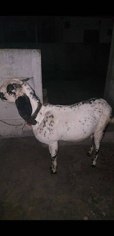 Betal bakri 2