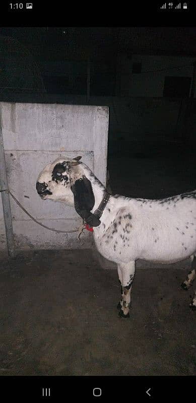 Betal bakri 3