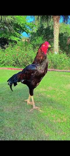 Kamaliya breed high quality. . Pure bnd ghadi Ka patha hai