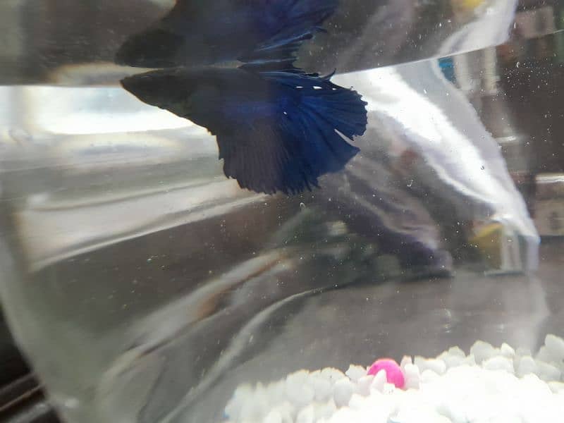 betta fish for sale 0