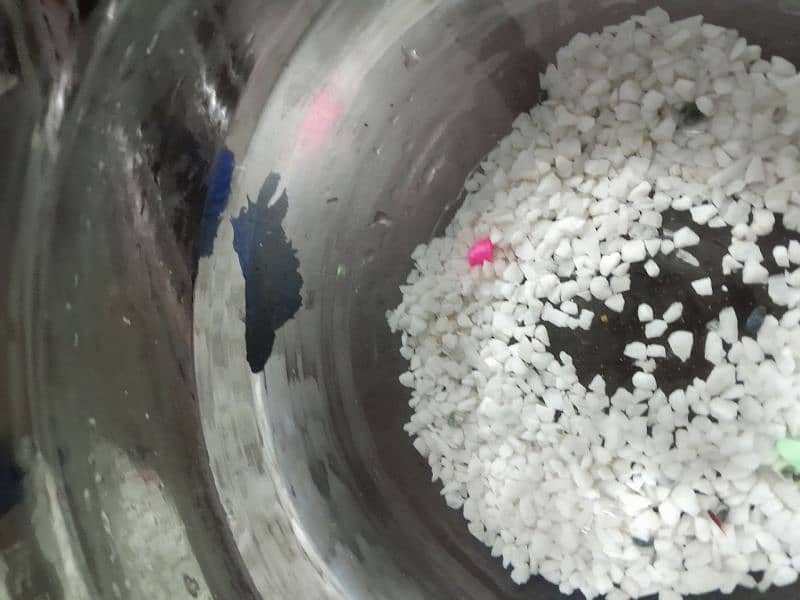 betta fish for sale 1