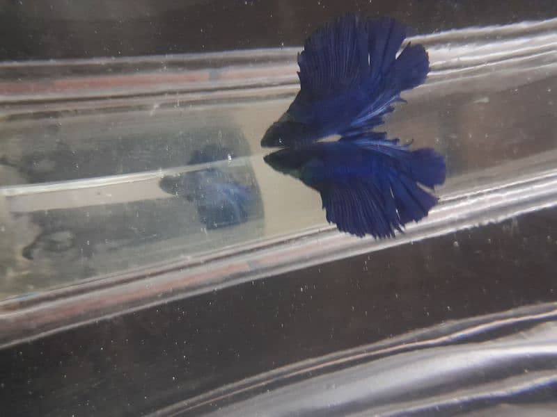 betta fish for sale 2