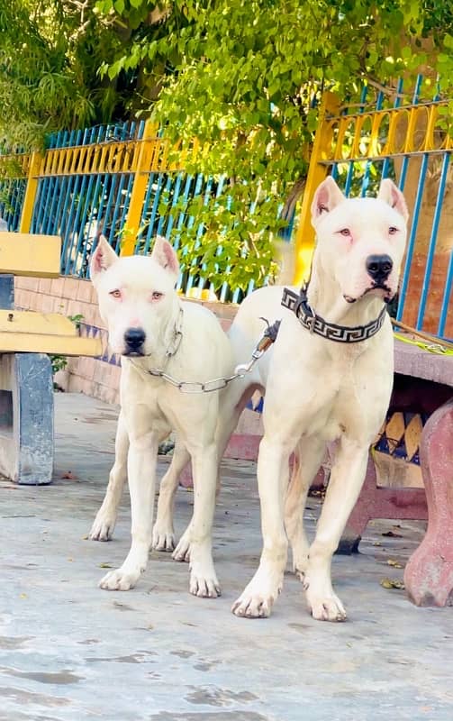 Dogo argentino 03234696626 1