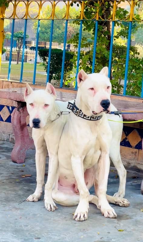 Dogo argentino 03234696626 2