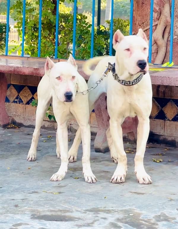 Dogo argentino 03234696626 3