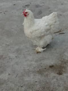 White buff 2 breader female urgent for sale 20000 final