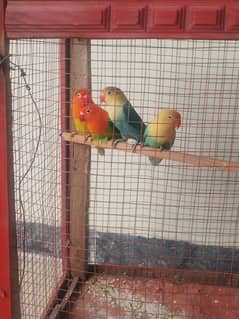 2 pair lovebirds