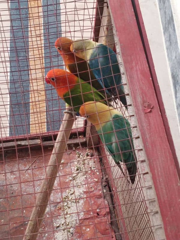 2 pair lovebirds 2