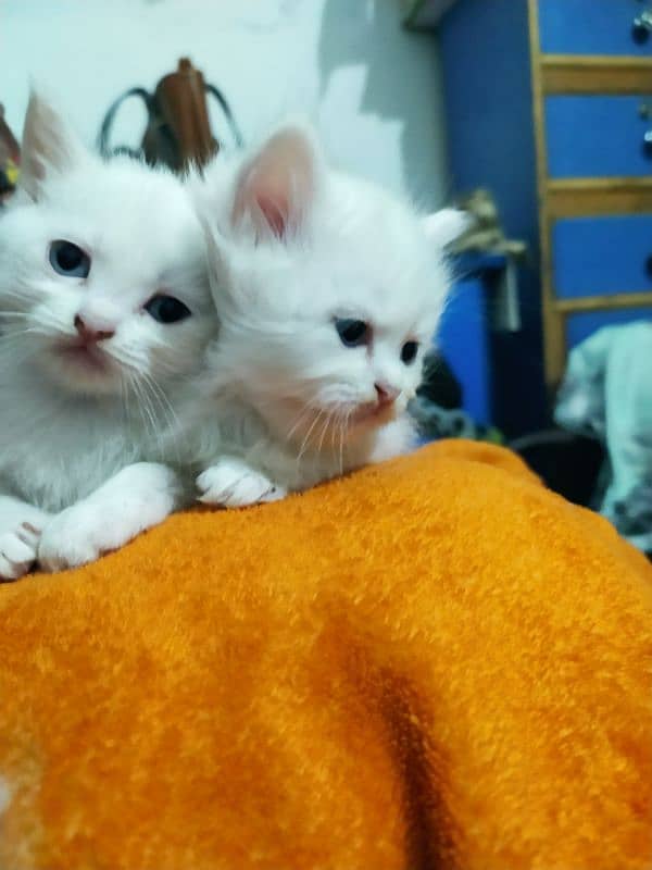 Persian Female Kittens for Sale 2