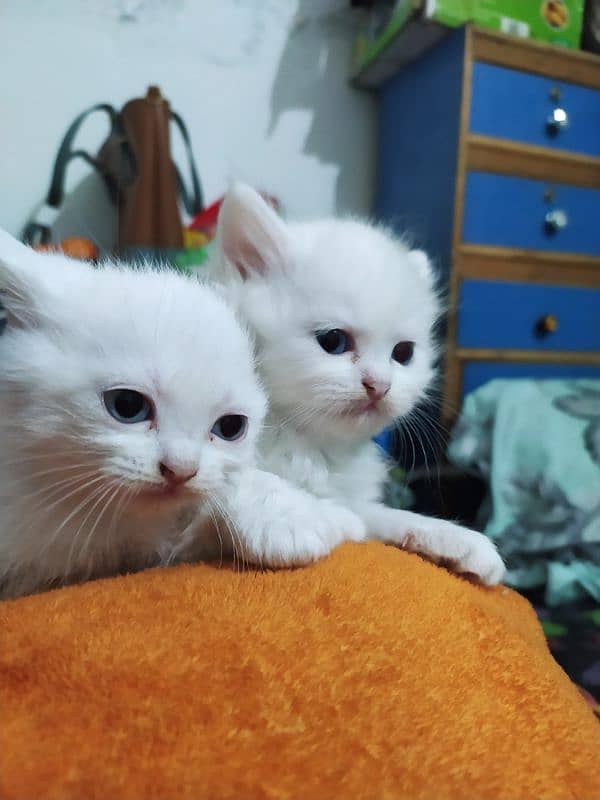 Persian Female Kittens for Sale 3