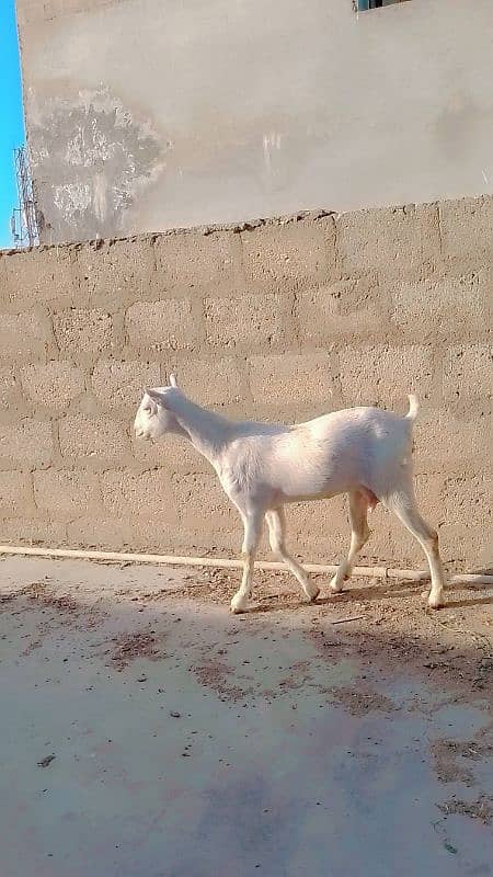 full pointed female full gulabi yellow eyes kheeri 2