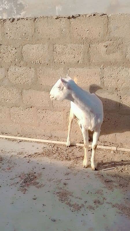 full pointed female full gulabi yellow eyes kheeri 3