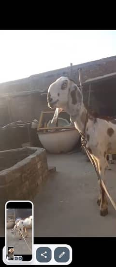 Dabi Goat With 2 Month Female Whatsapp 03164004134