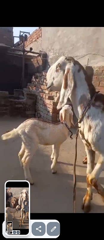 Dabi Goat With 2 Month Female Whatsapp 03164004134 2