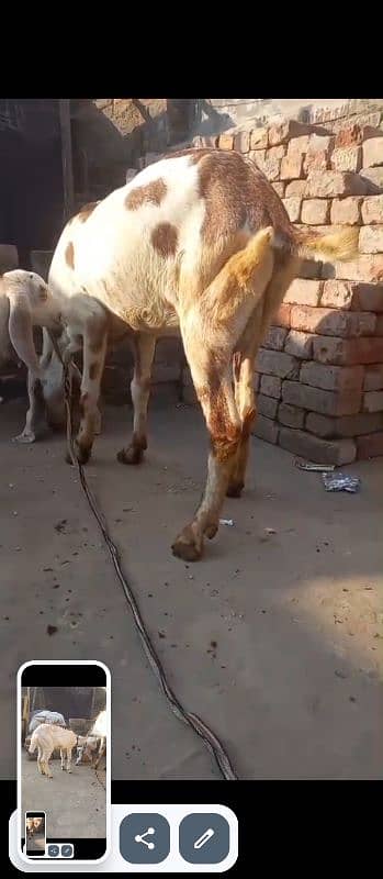 Dabi Goat With 2 Month Female Whatsapp 03164004134 4