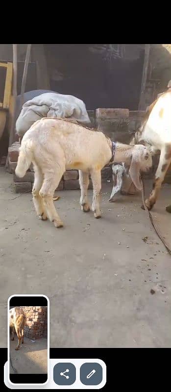 Dabi Goat With 2 Month Female Whatsapp 03164004134 5