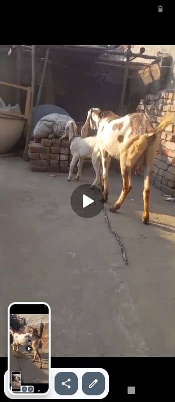 Dabi Goat With 2 Month Female Whatsapp 03164004134 6