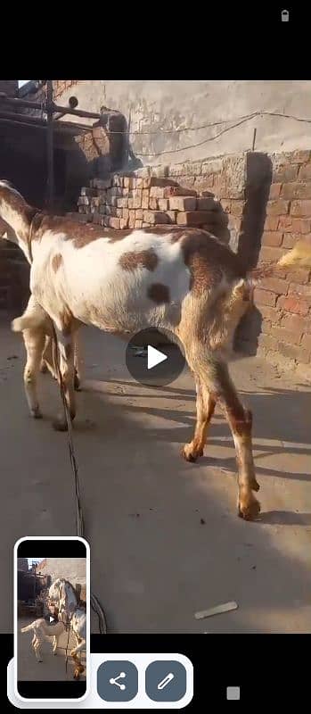 Dabi Goat With 2 Month Female Whatsapp 03164004134 8