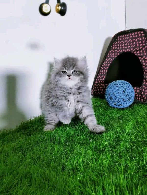 Persian Kitten For sale contact whatup 03201711036 6