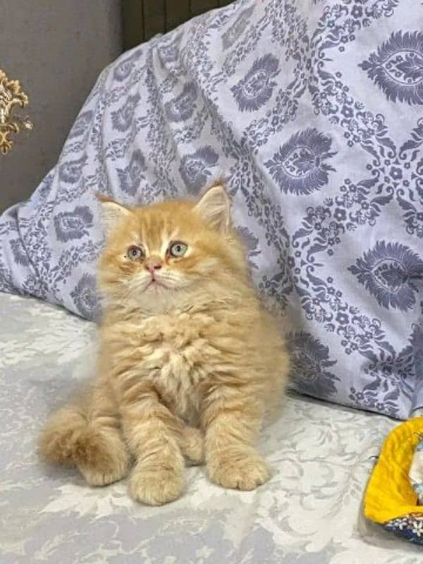 Persian Kitten For sale contact whatup 03201711036 8