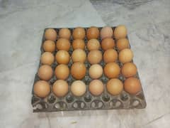 fresh eggs