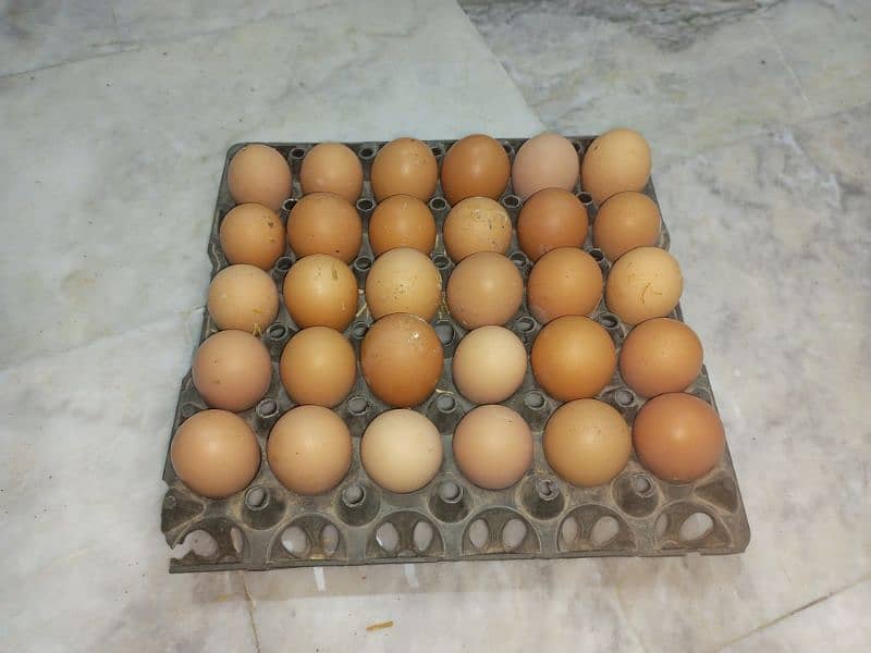 fresh eggs 0