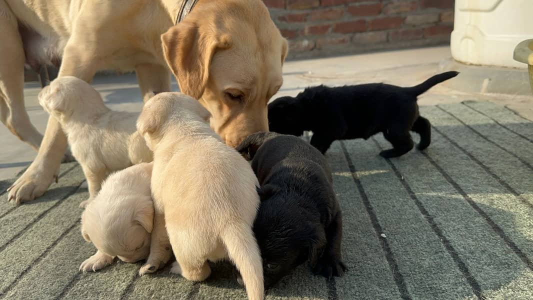 Labrador dog | labra puppies | Labrador puppy |  British Labrador Pups 0