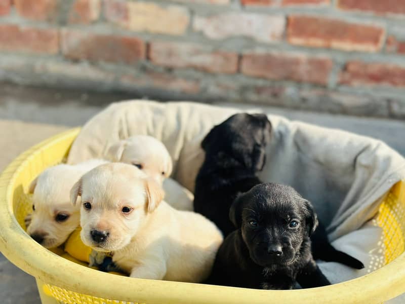 Labrador dog | labra puppies | Labrador puppy |  British Labrador Pups 1