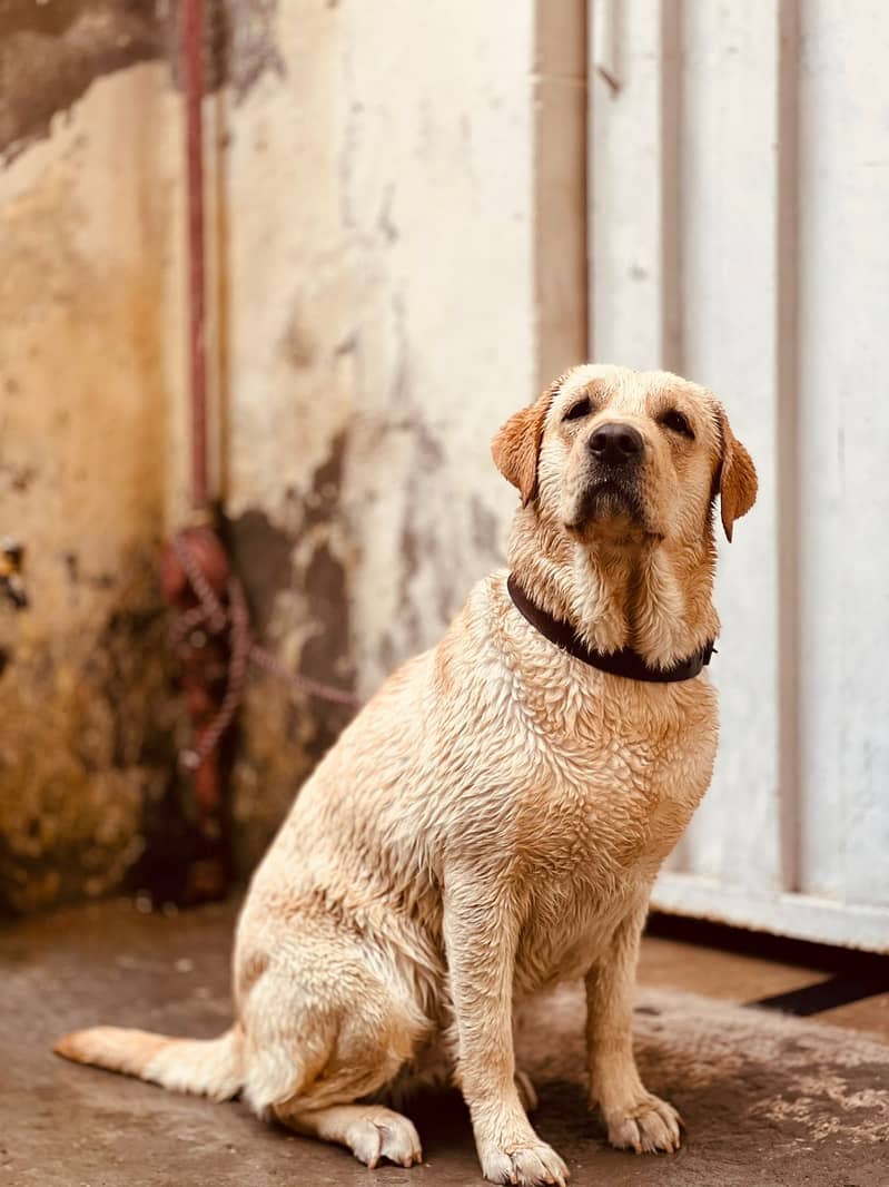 Labrador dog | labra puppies | Labrador puppy |  British Labrador Pups 2