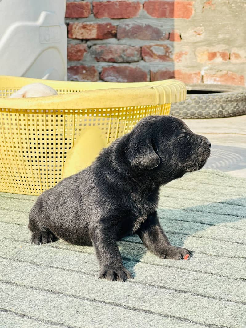 Labrador dog | labra puppies | Labrador puppy |  British Labrador Pups 4