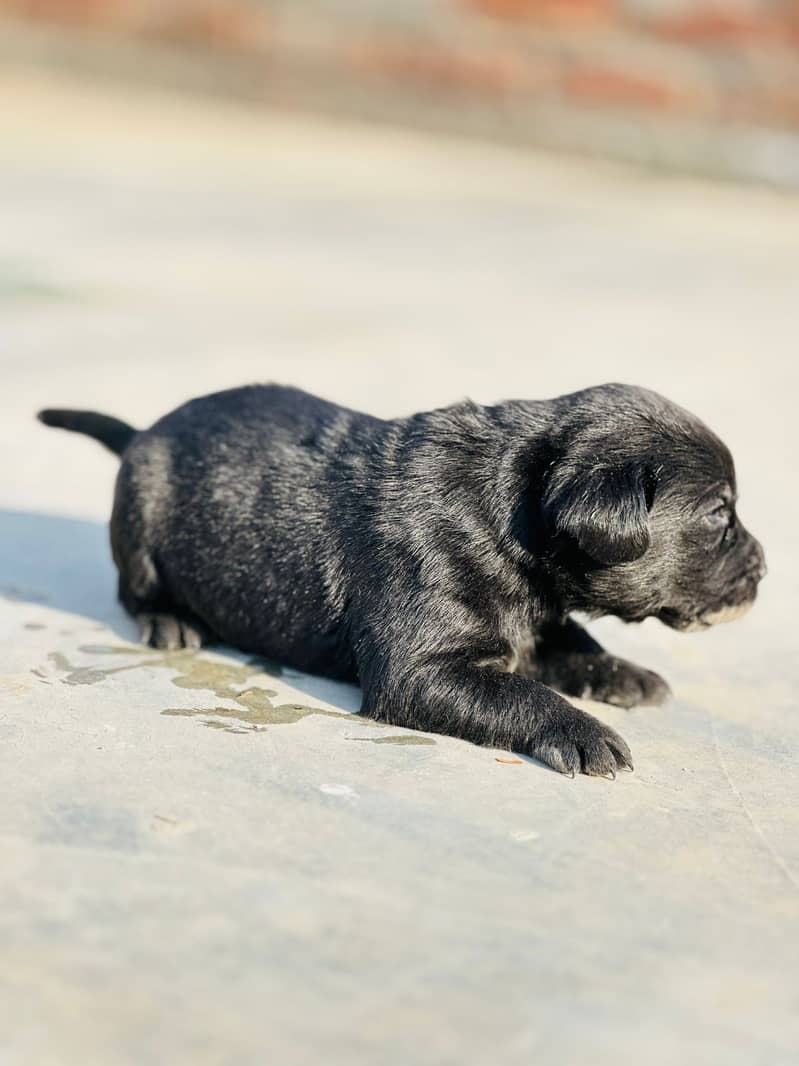 Labrador dog | labra puppies | Labrador puppy |  British Labrador Pups 5