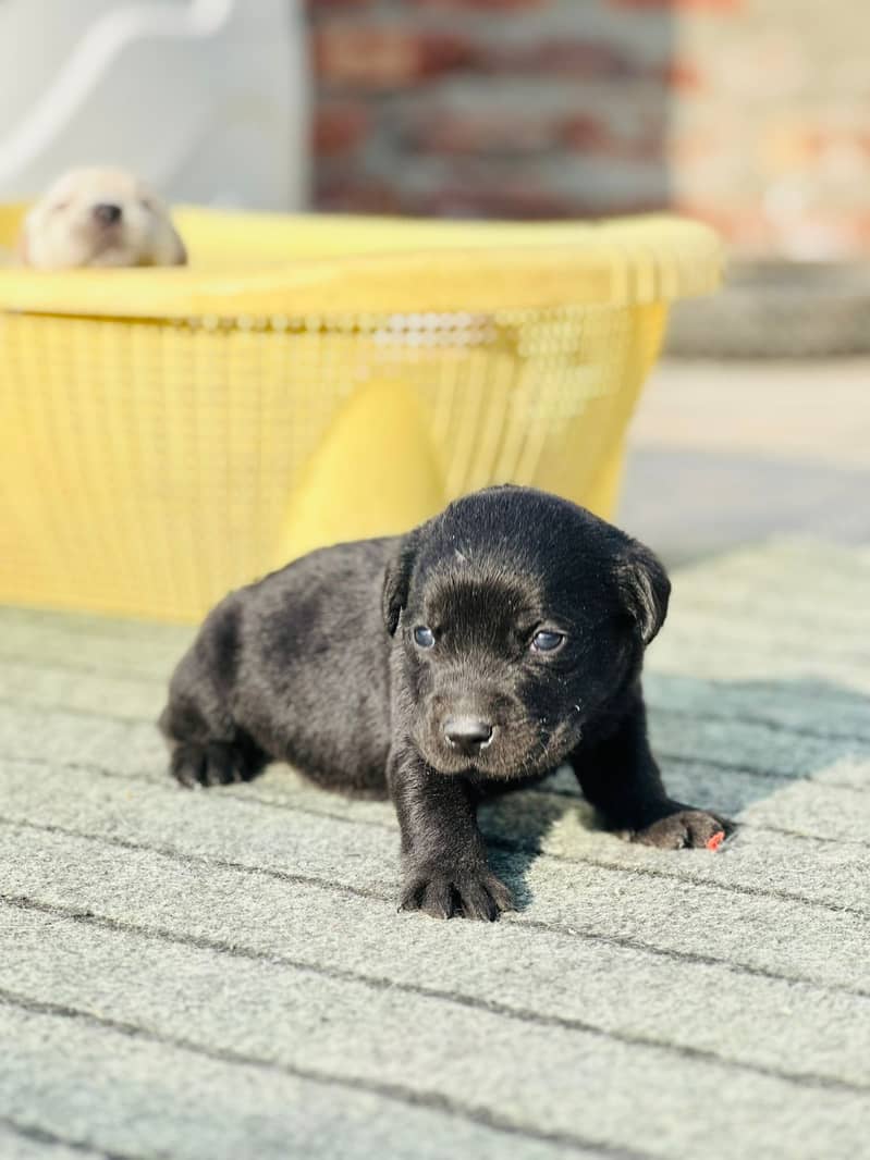 Labrador dog | labra puppies | Labrador puppy |  British Labrador Pups 6