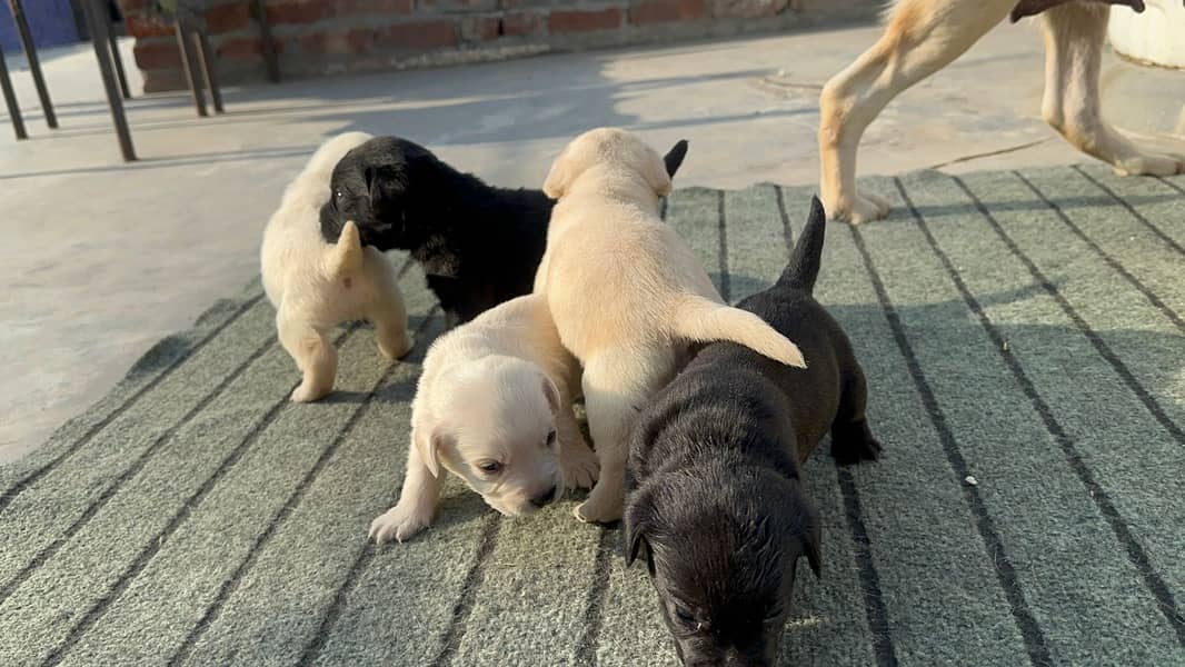 Labrador dog | labra puppies | Labrador puppy |  British Labrador Pups 7