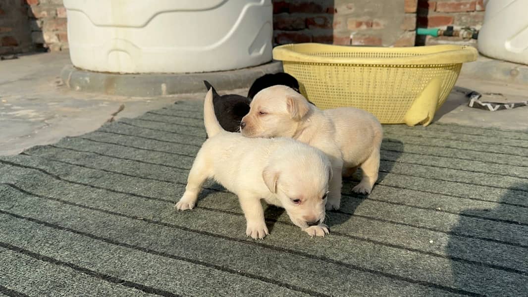 Labrador dog | labra puppies | Labrador puppy |  British Labrador Pups 8