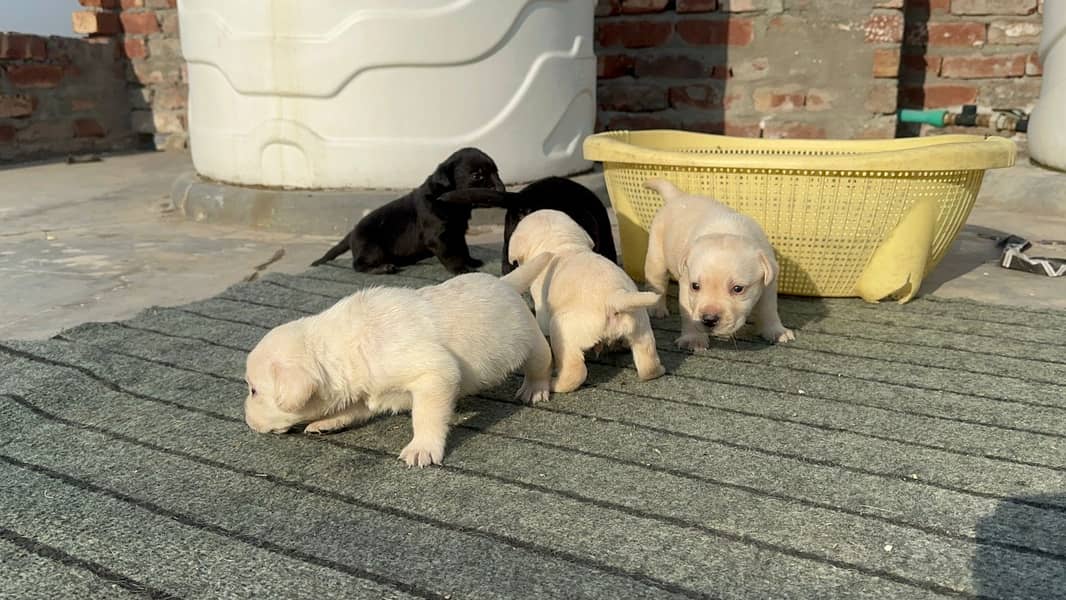 Labrador dog | labra puppies | Labrador puppy |  British Labrador Pups 9