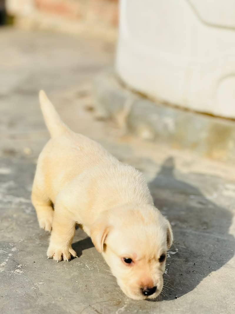 Labrador dog | labra puppies | Labrador puppy |  British Labrador Pups 10