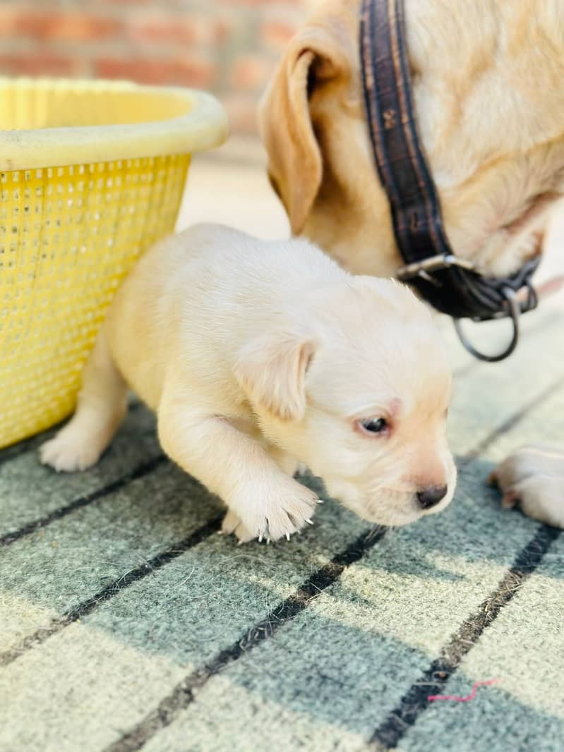 Labrador dog | labra puppies | Labrador puppy |  British Labrador Pups 11