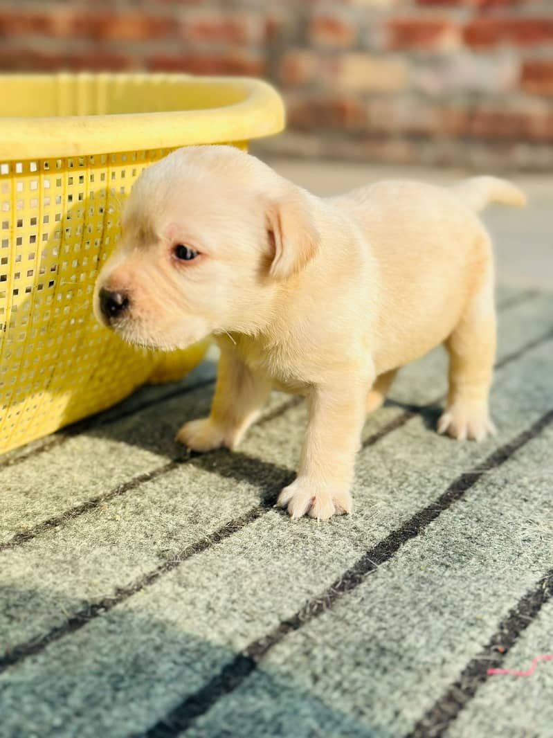 Labrador dog | labra puppies | Labrador puppy |  British Labrador Pups 12