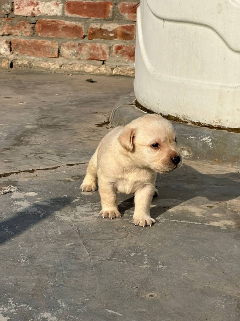 Labrador dog | labra puppies | Labrador puppy |  British Labrador Pups 13