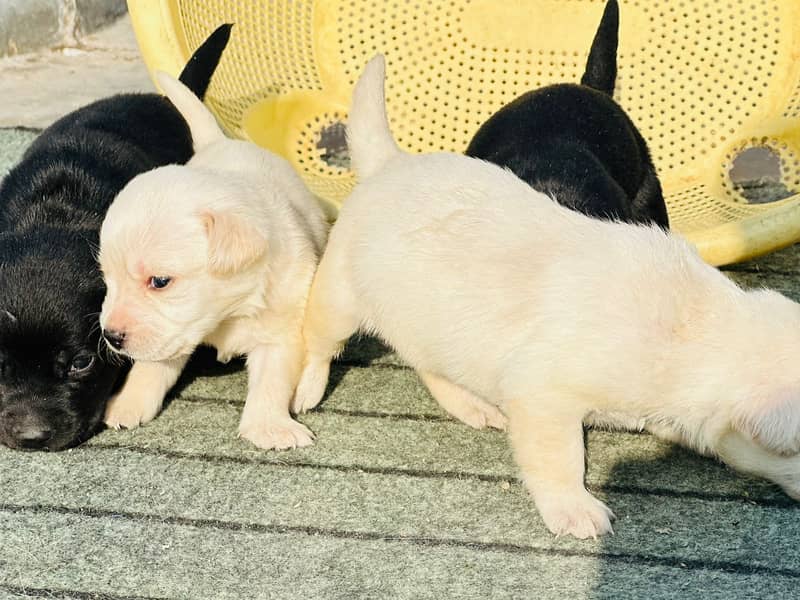 Labrador dog | labra puppies | Labrador puppy |  British Labrador Pups 14