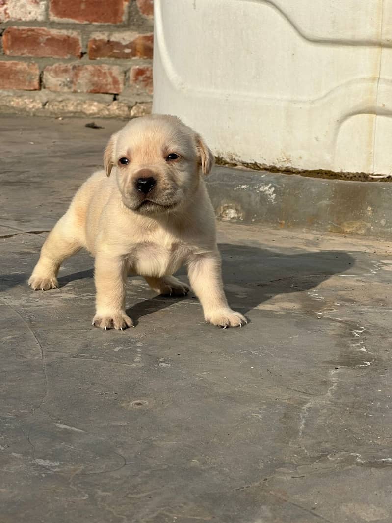 Labrador dog | labra puppies | Labrador puppy |  British Labrador Pups 15