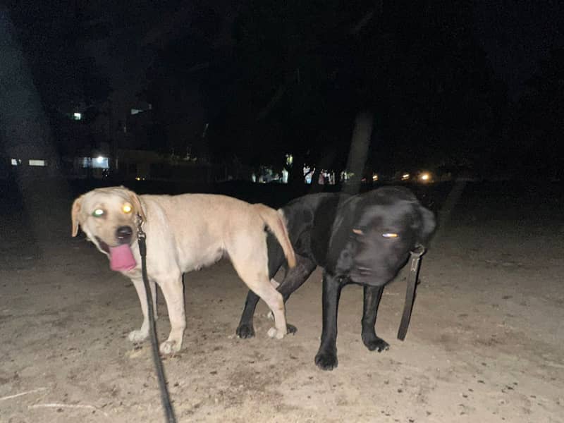 Labrador dog | labra puppies | Labrador puppy |  British Labrador Pups 16