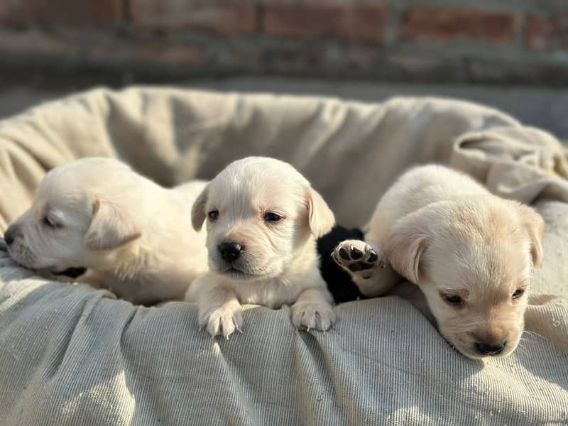 Labrador dog | labra puppies | Labrador puppy |  British Labrador Pups 17