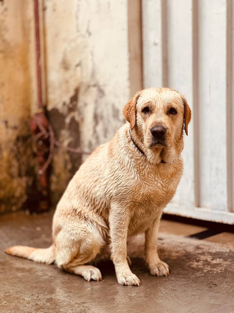 Labrador dog | labra puppies | Labrador puppy |  British Labrador Pups 18