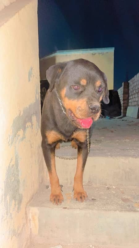 German Rottweiler Female 0